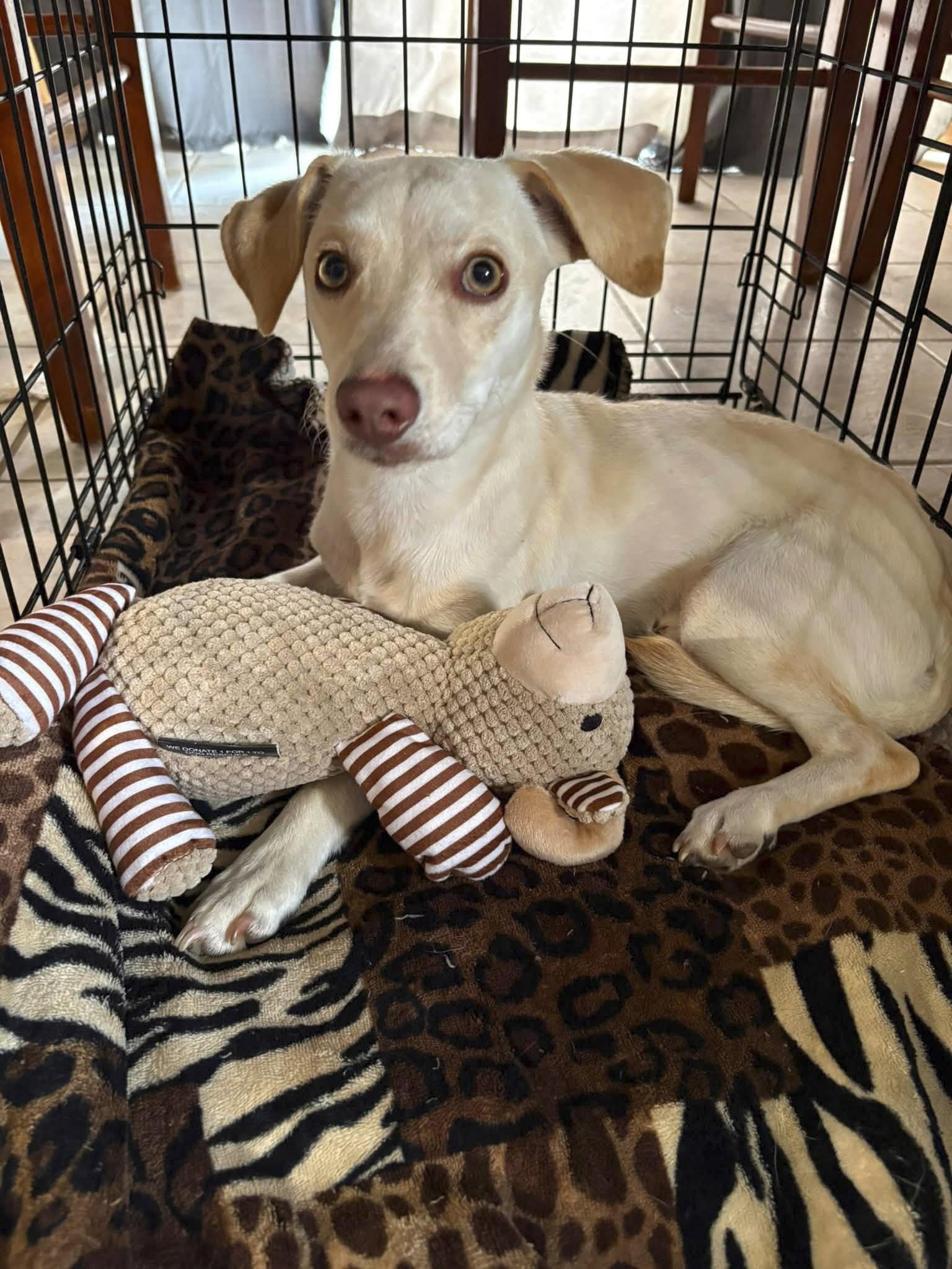 Golden Jet, Adoptable, Young Male Chihuahua.
