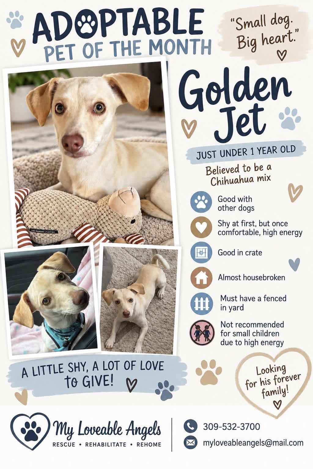 Enlarge Golden Jet, a Adoptable Chihuahua in Bloomington, IL image 2/2