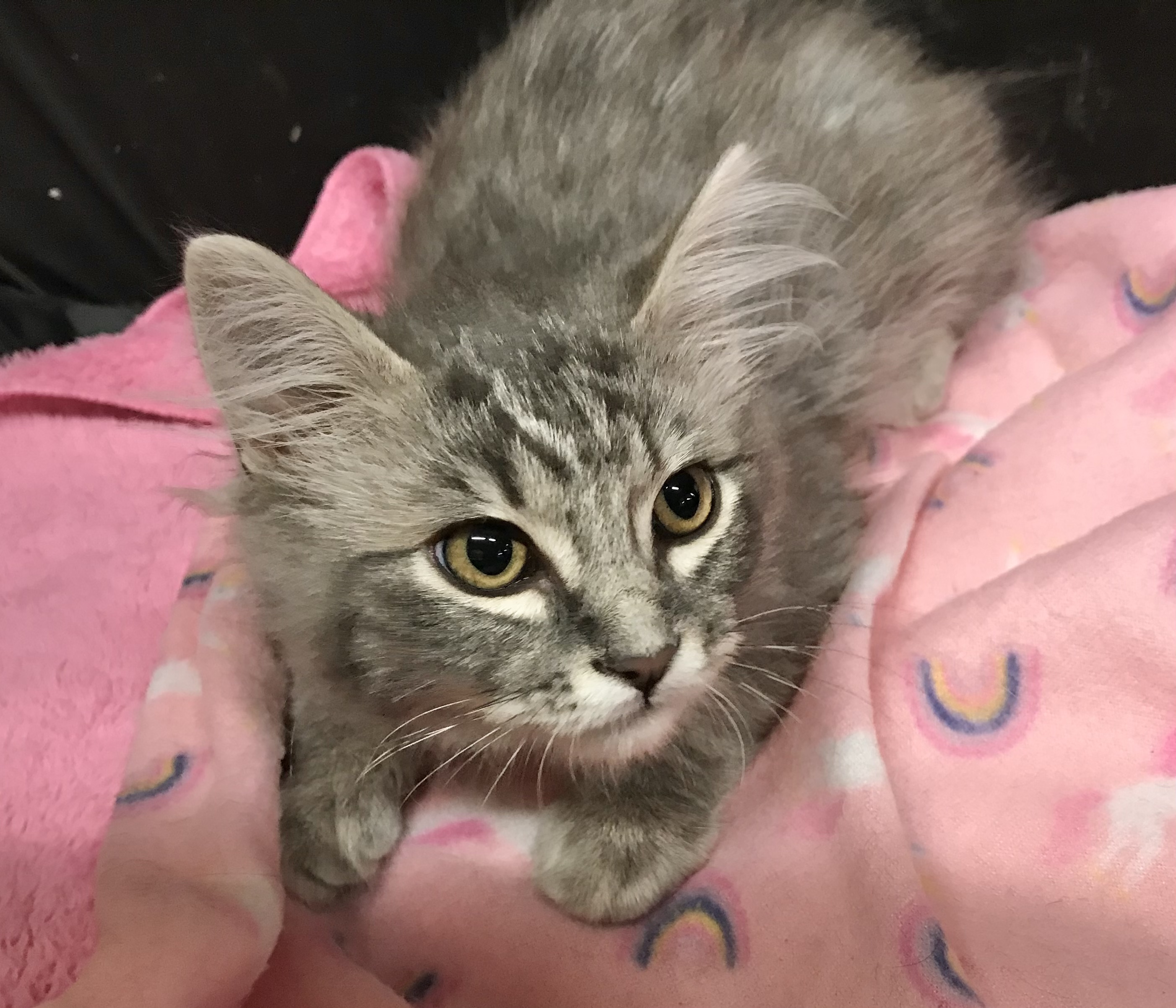 Sterling — thumbnail 2