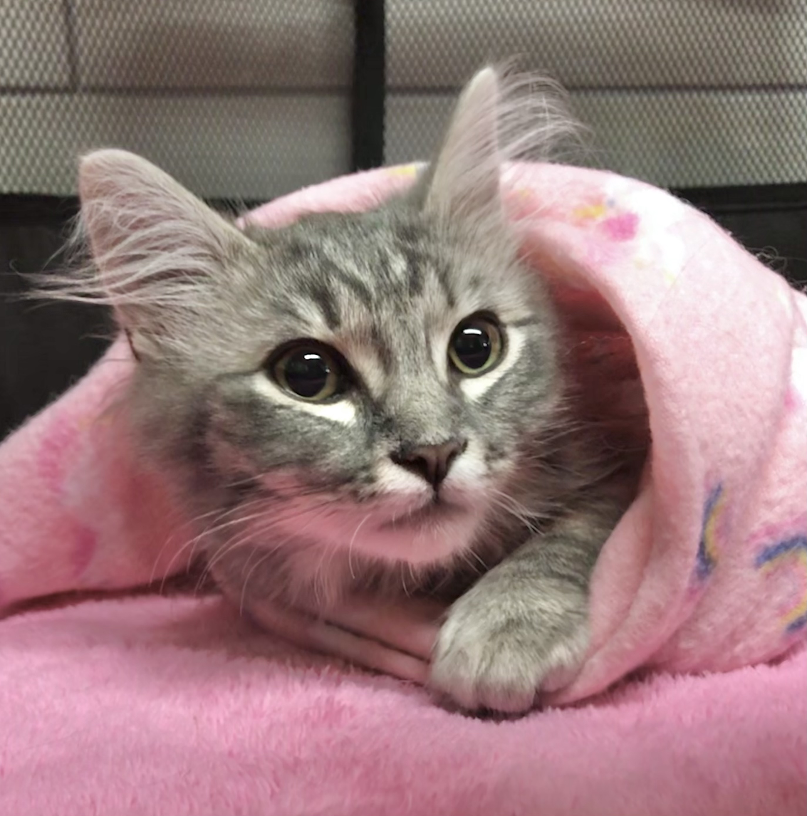 Sterling — thumbnail 3