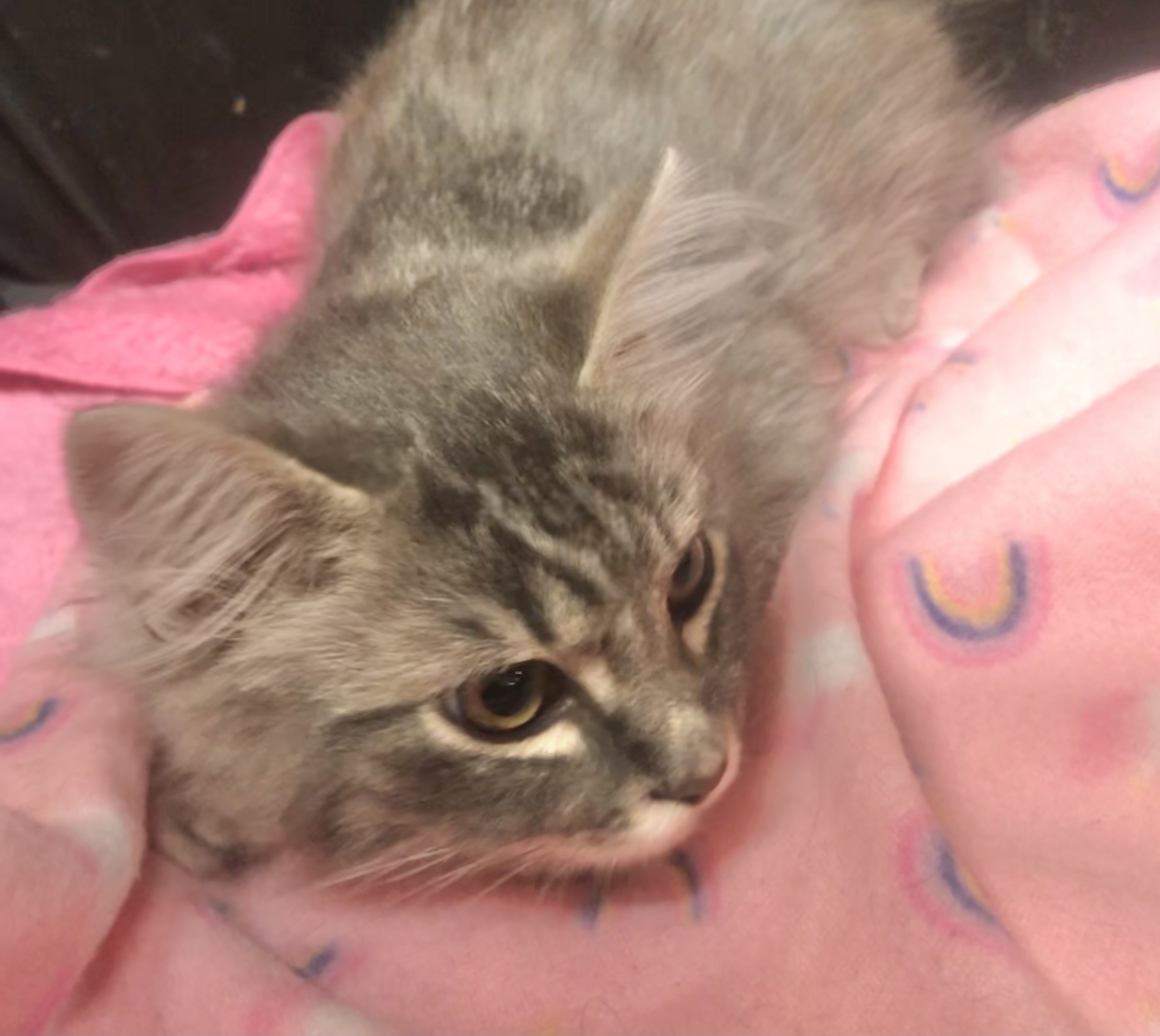 Sterling — thumbnail 5