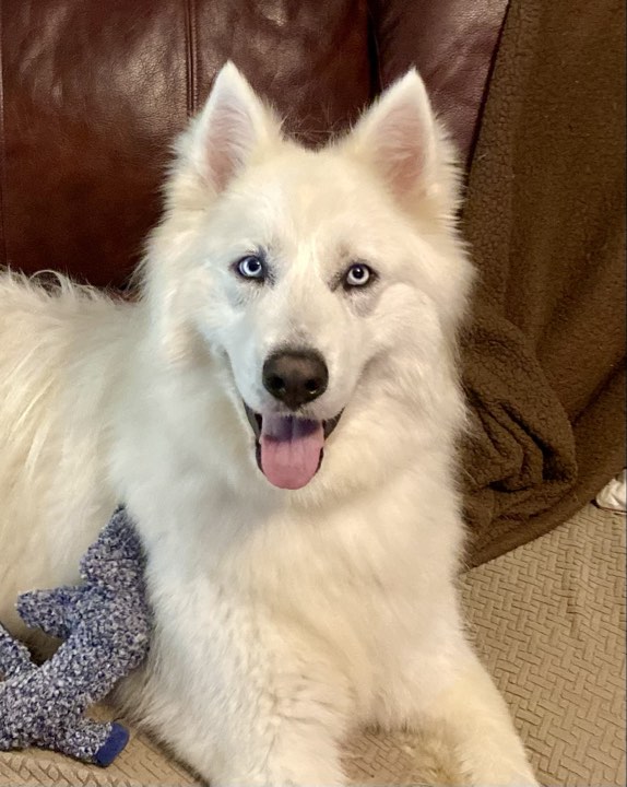 Rex, Adopted, Young Male Husky.