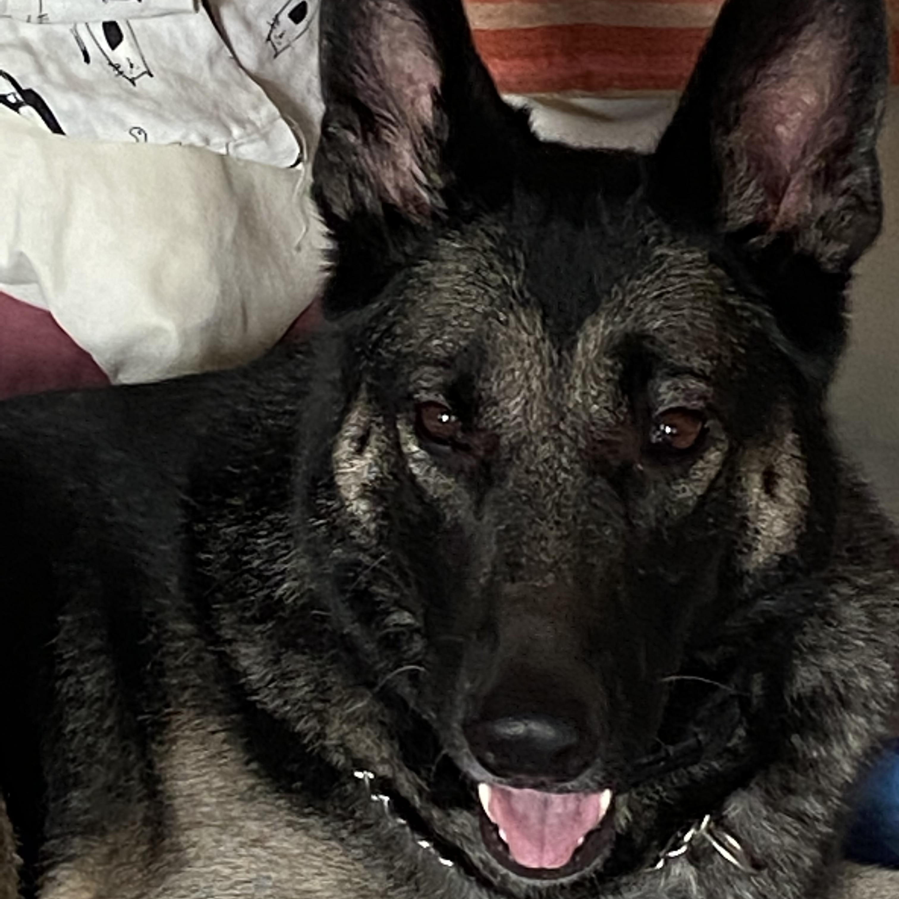 Maya -- Courtesy Post