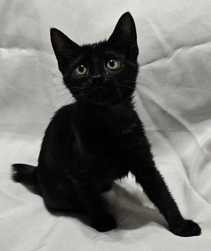 Enlarge Jasmine the Black Beauty, a Adopted Domestic Short Hair in Oviedo, FL image 1/2