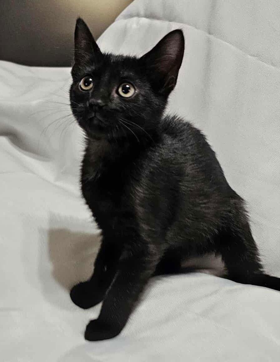 Enlarge Jasmine the Black Beauty, a Adopted Domestic Short Hair in Oviedo, FL image 2/2