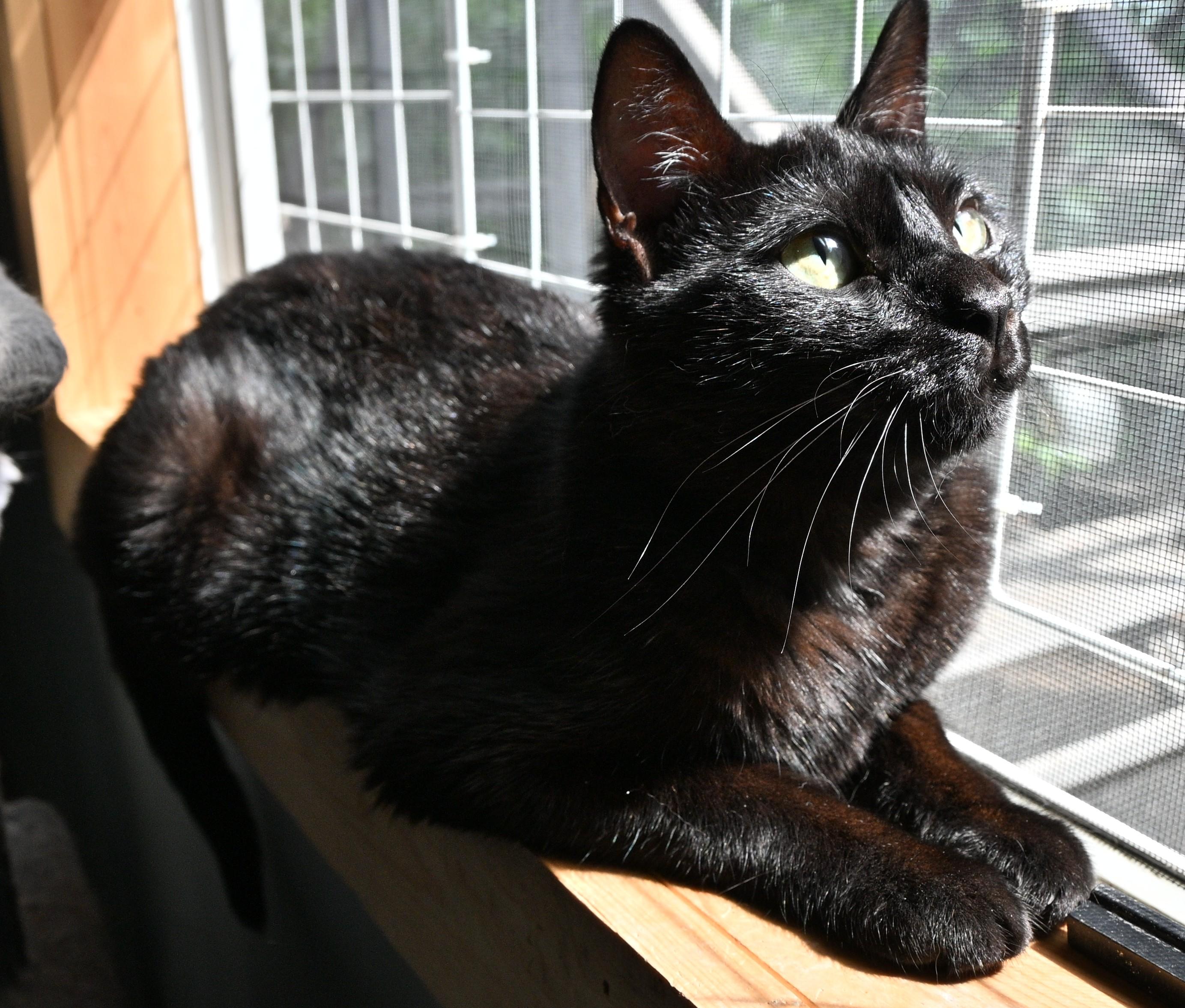 Jada, adopted, Adult Female Domestic Short Hair.