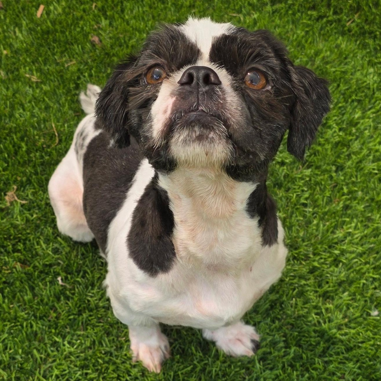 Enlarge Oreo, a Adopted Shih Tzu in Anderson, SC image 1/2