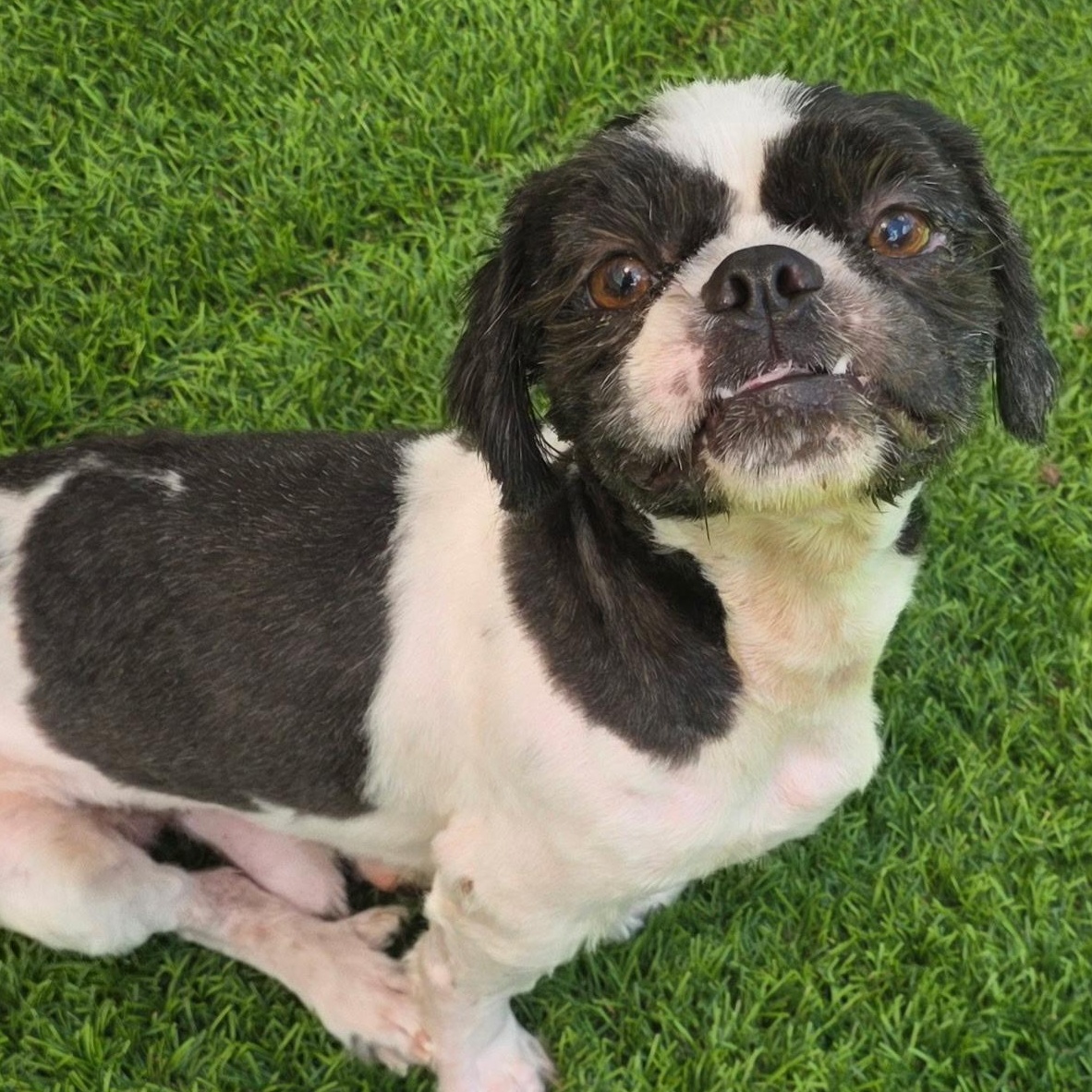 Enlarge Oreo, a Adopted Shih Tzu in Anderson, SC image 2/2