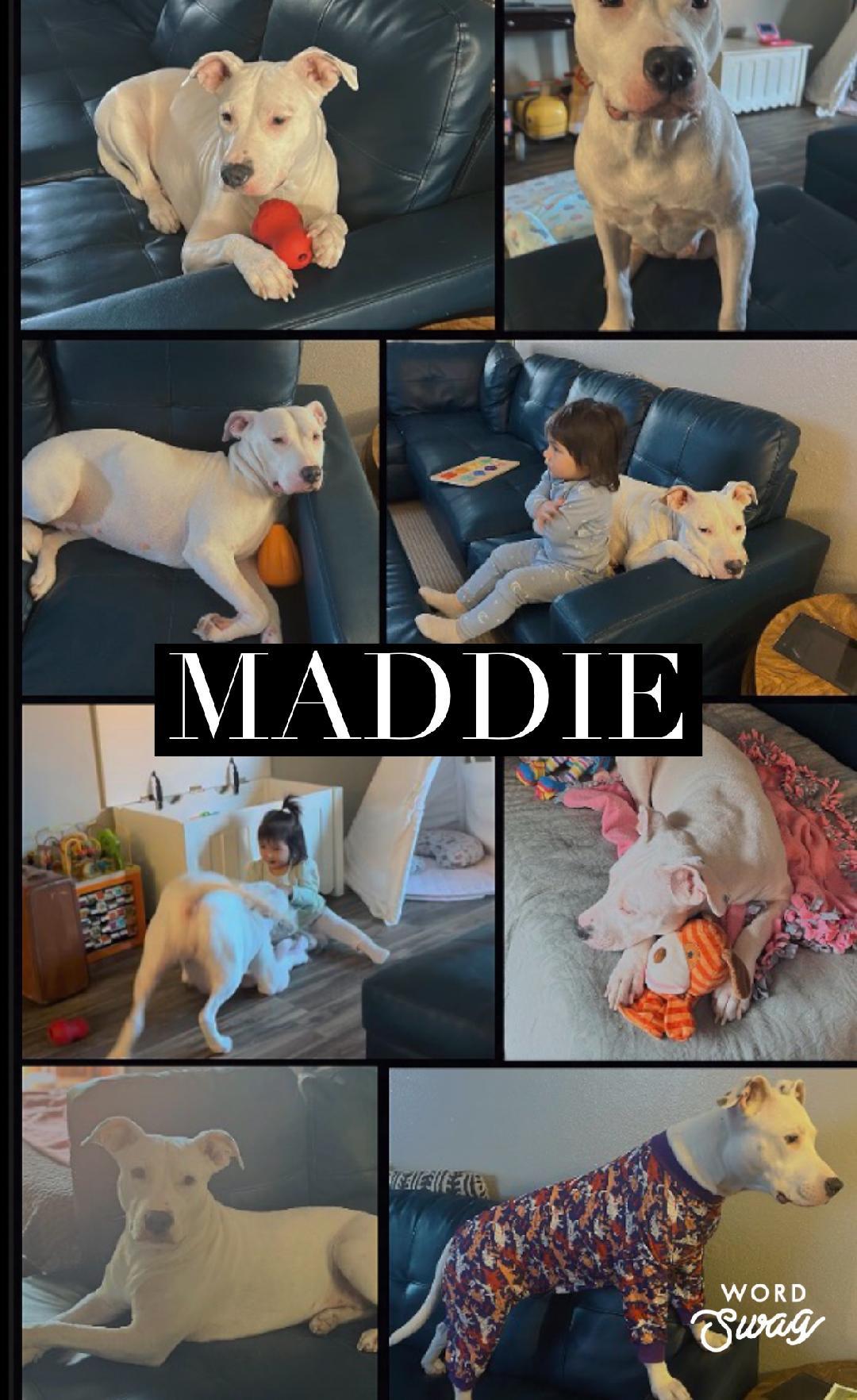 Enlarge Maddie is deaf deserves love , a ADOPTABLE Pit Bull Terrier in canyon lake, TX image 1/1