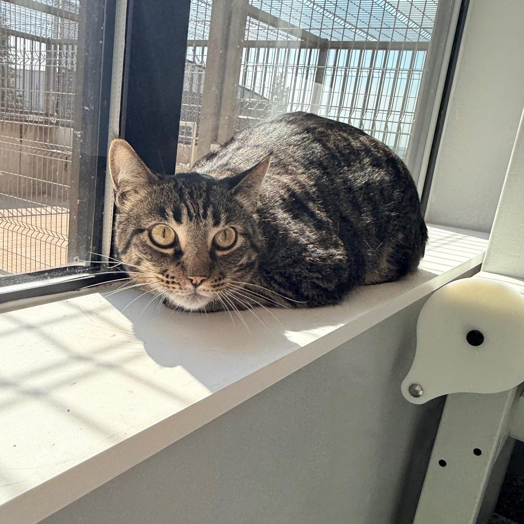 Brandy, Adoptable, Senior Male Domestic Short Hair.