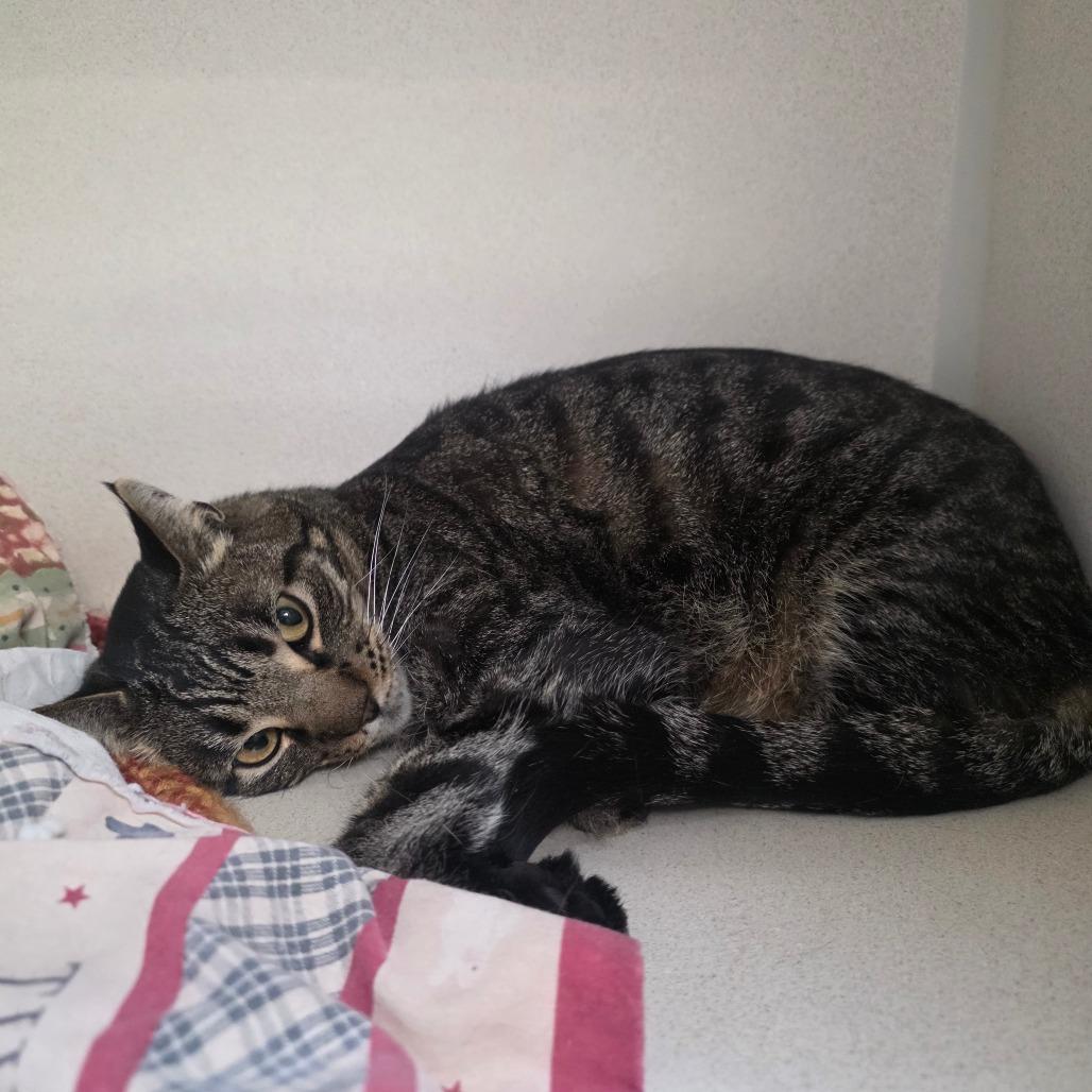 Enlarge Brandy, a Adoptable Domestic Short Hair in Great Falls, MT image 2/4