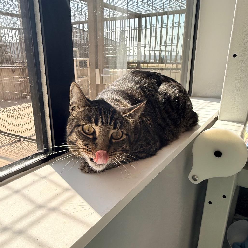 Enlarge Brandy, a Adoptable Domestic Short Hair in Great Falls, MT image 3/4
