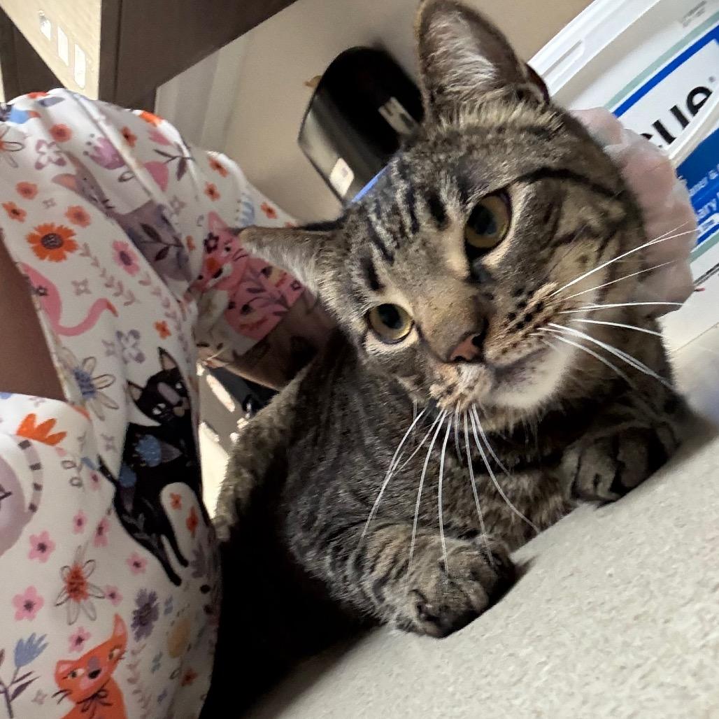 Enlarge Brandy, a Adoptable Domestic Short Hair in Great Falls, MT image 4/4