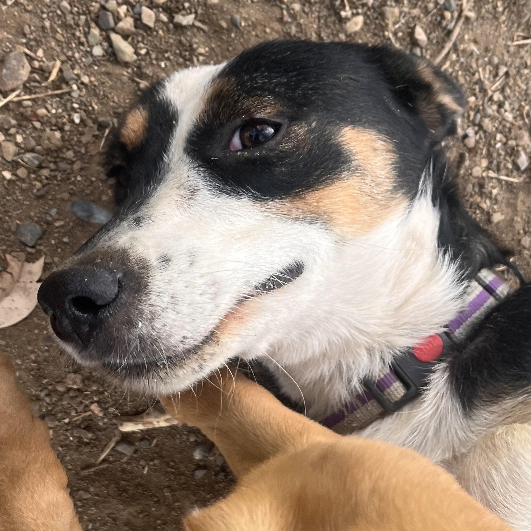 Ms. Gorgeous Cassie "Glasses", Adoptable, Young Female McNab & Wire Fox Terrier.