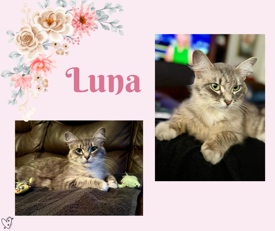 Luna thumbnail 2