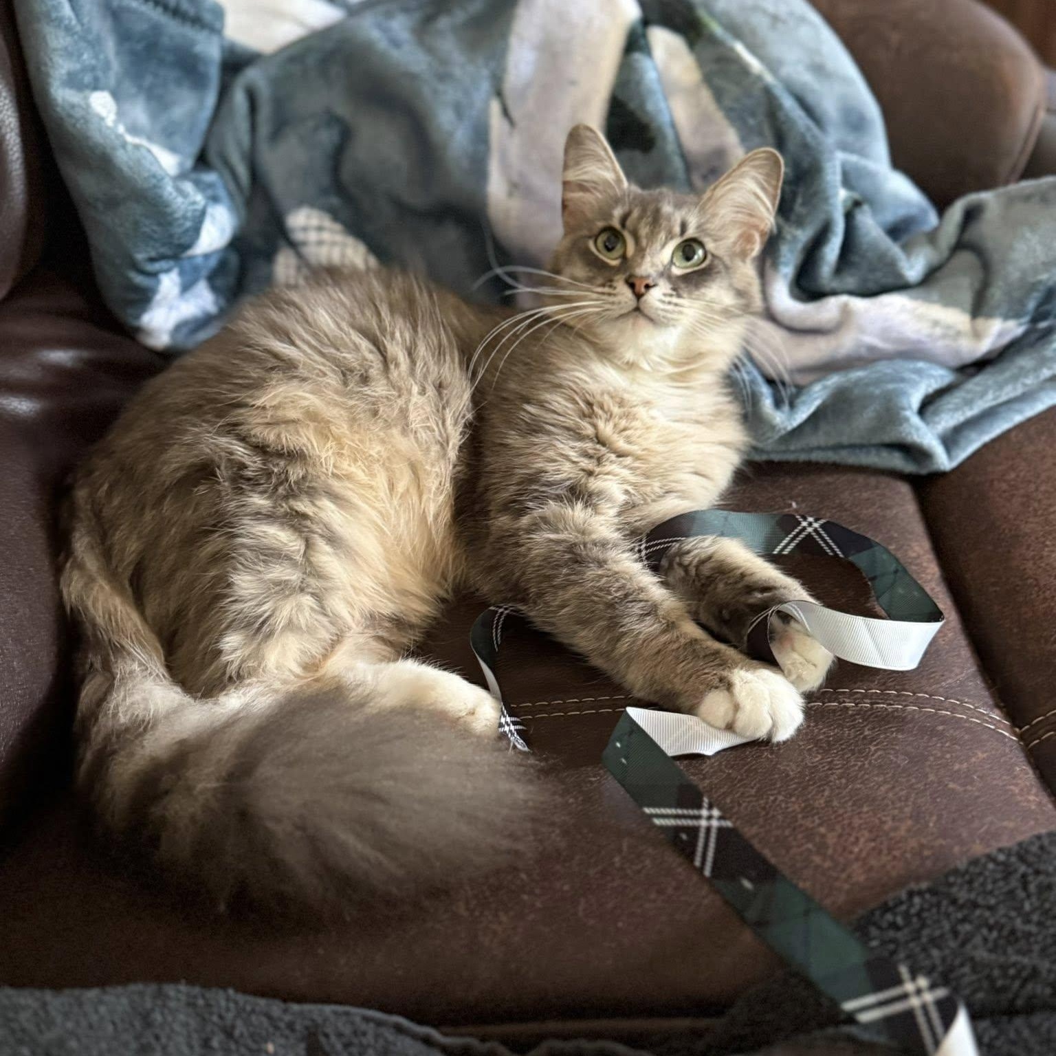 Luna photo 1