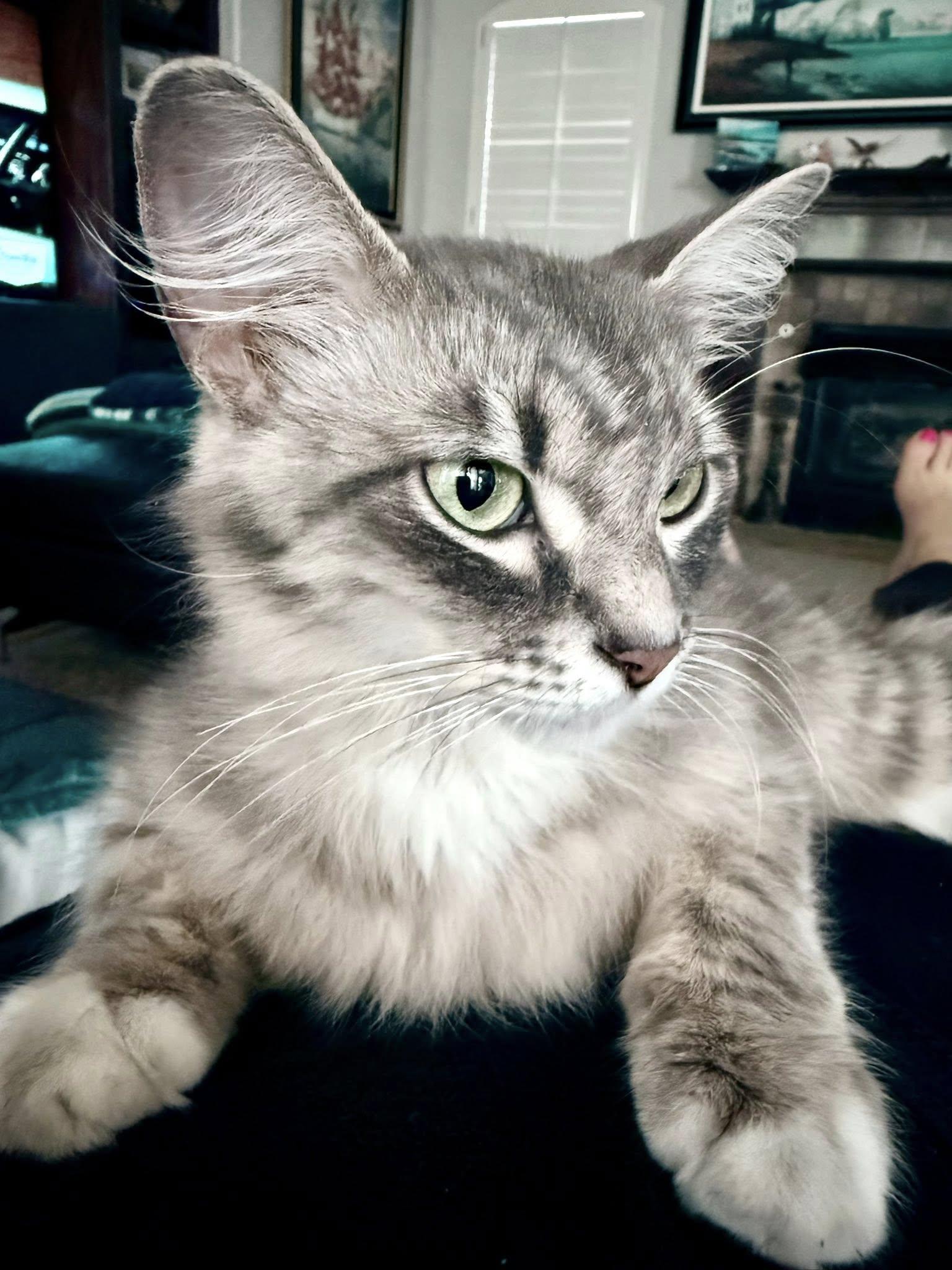 Luna thumbnail 4