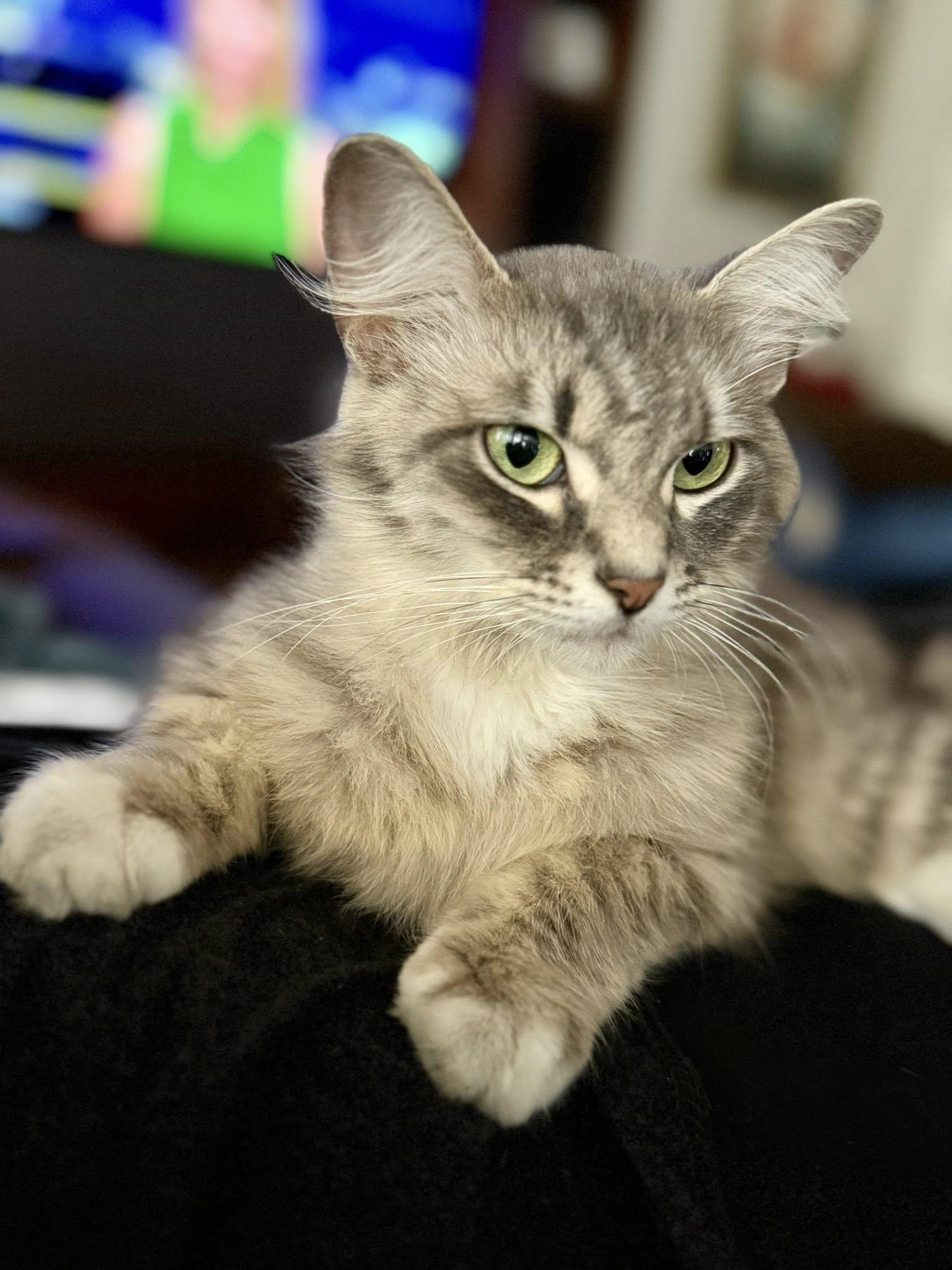Luna thumbnail 5