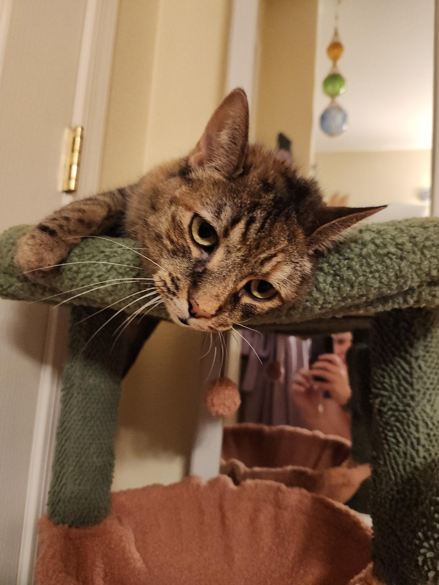 Enlarge Andarna, a ADOPTABLE Domestic Short Hair in Marana, AZ image 4/4