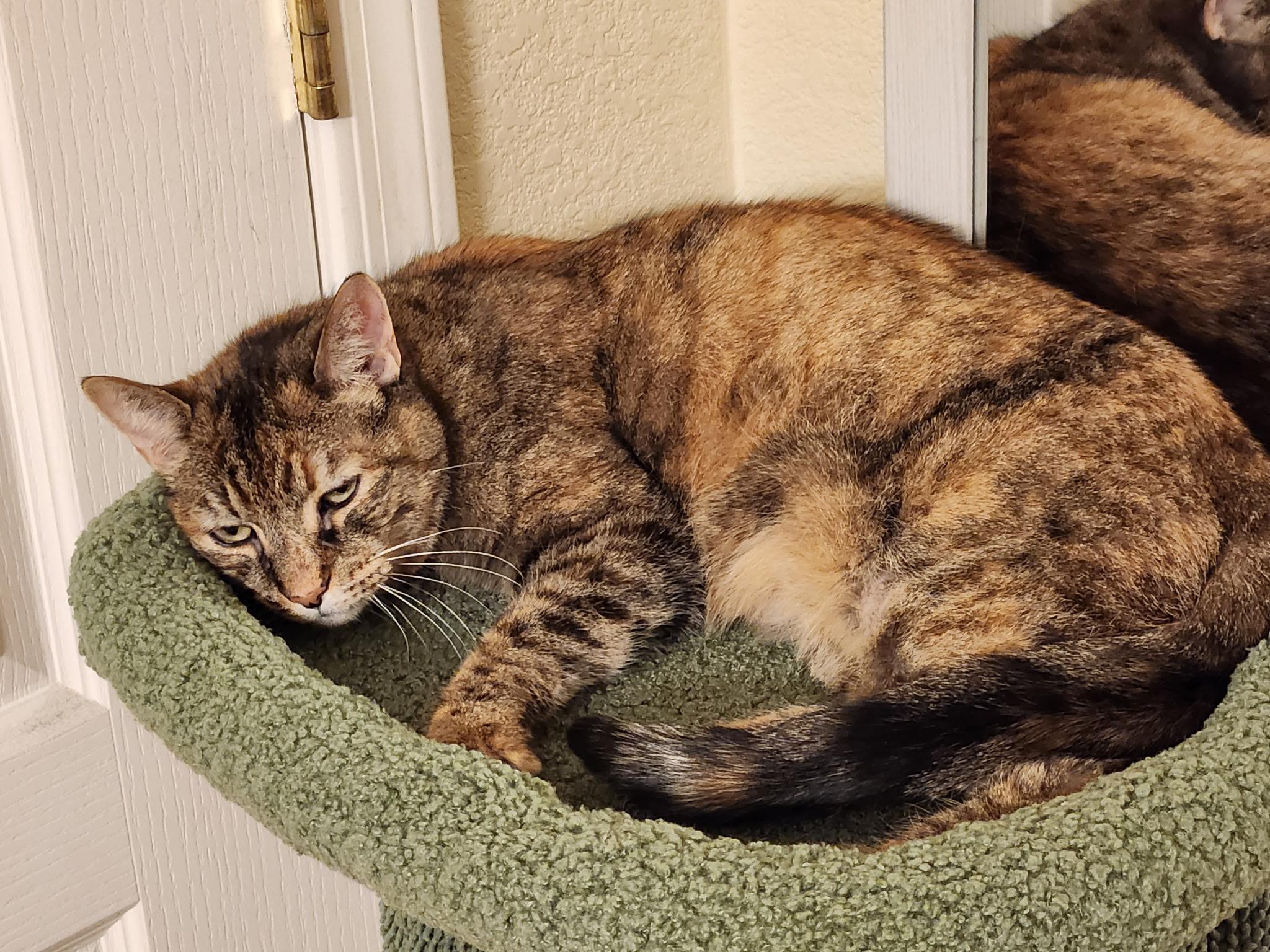 Enlarge Andarna, a ADOPTABLE Domestic Short Hair in Marana, AZ image 3/4
