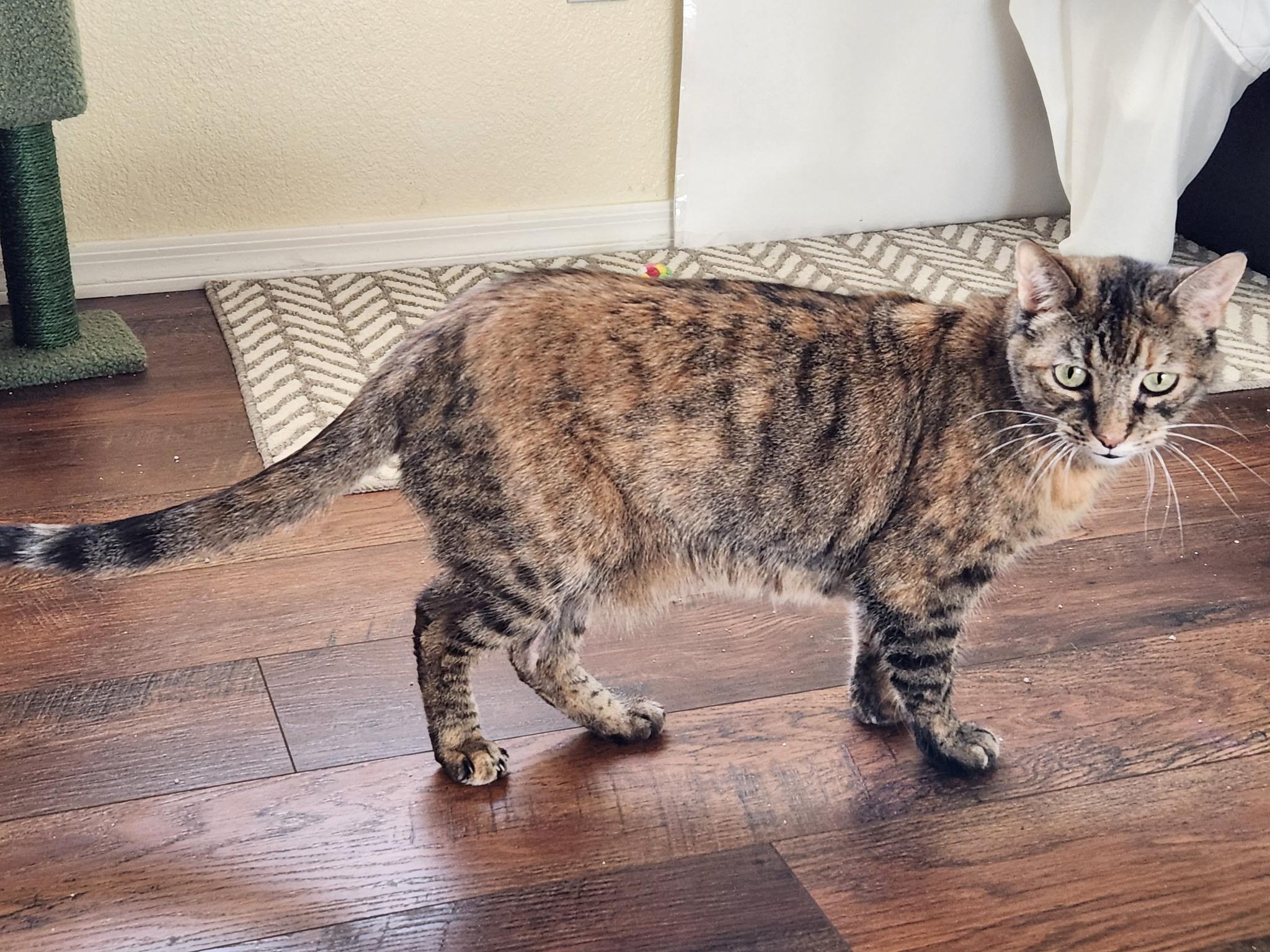Enlarge Andarna, a ADOPTABLE Domestic Short Hair in Marana, AZ image 2/4