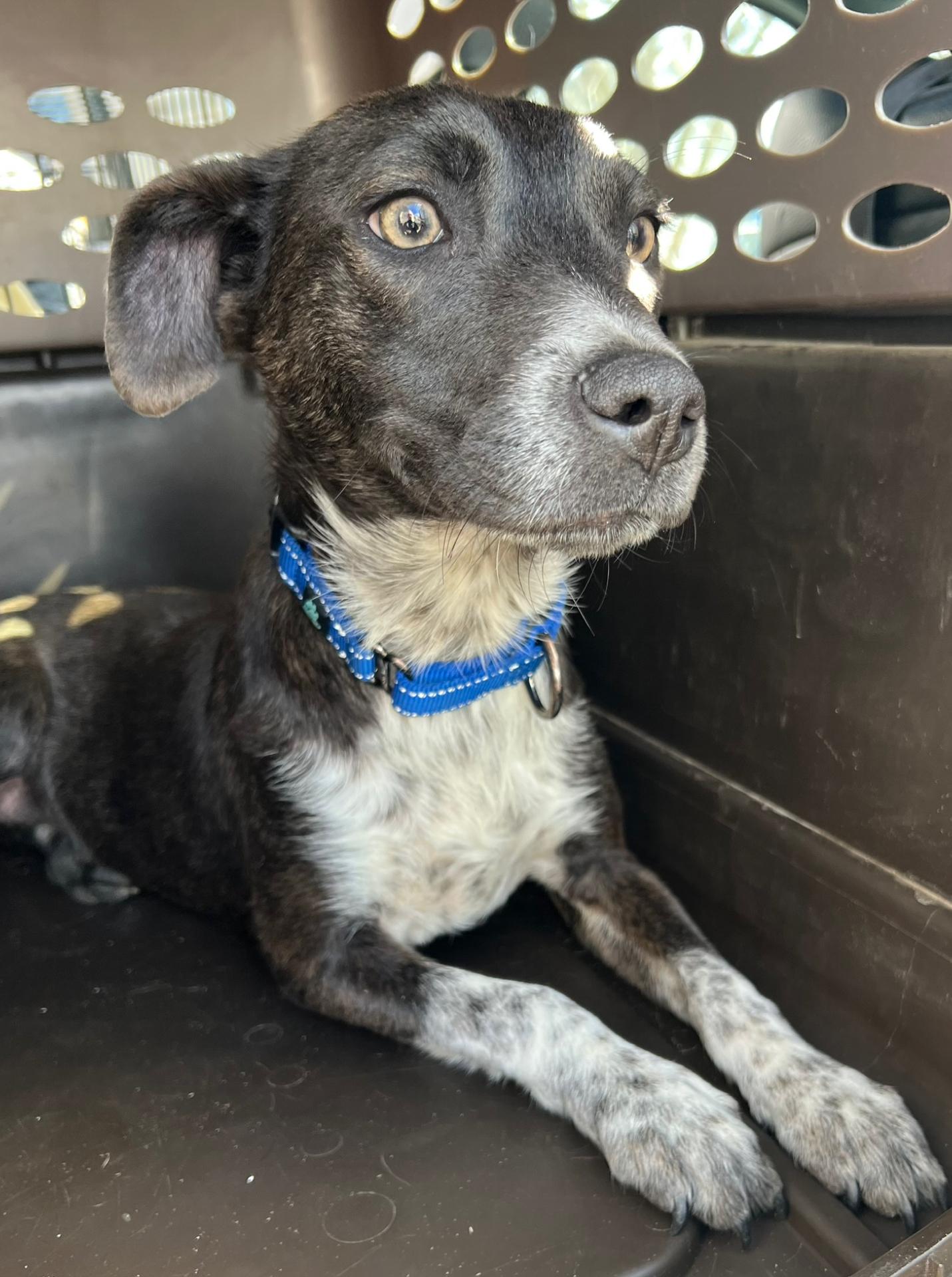 Dottie, an adoption pending Mixed Breed in richmond, ME image 3/6