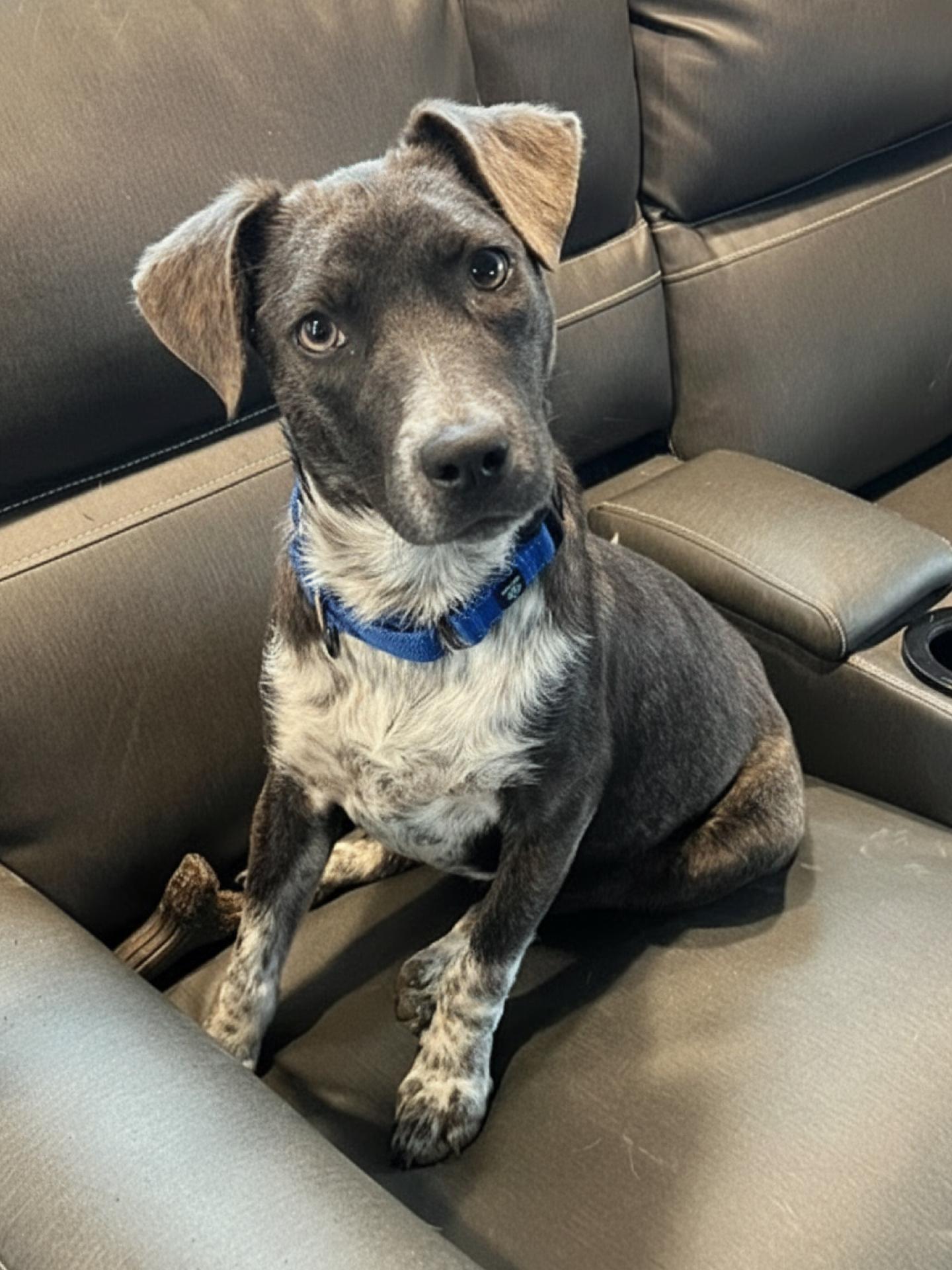 Dottie, an adoption pending Mixed Breed in richmond, ME image 2/6