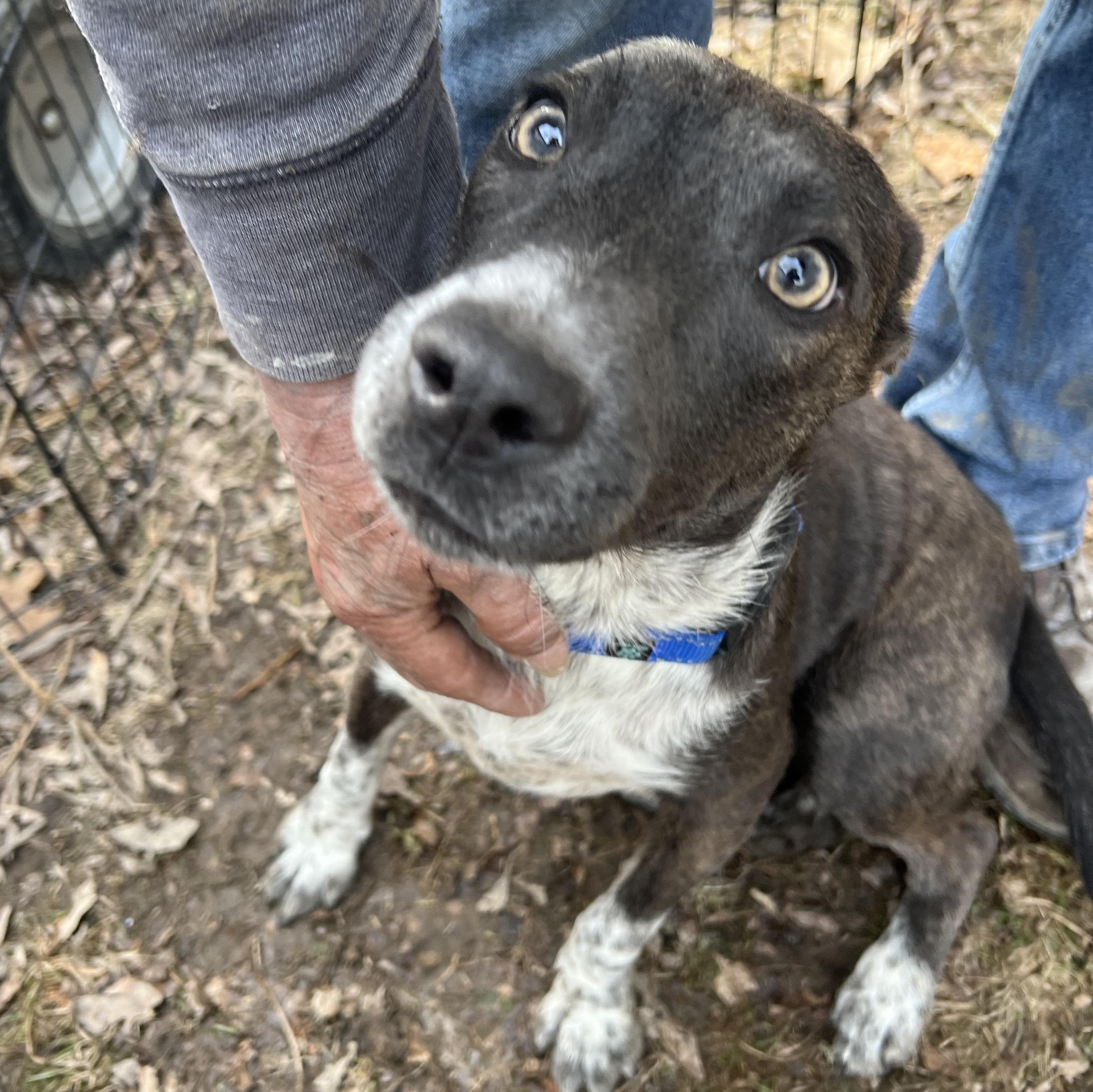Dottie, ADOPTABLE, Adult Female Mixed Breed.