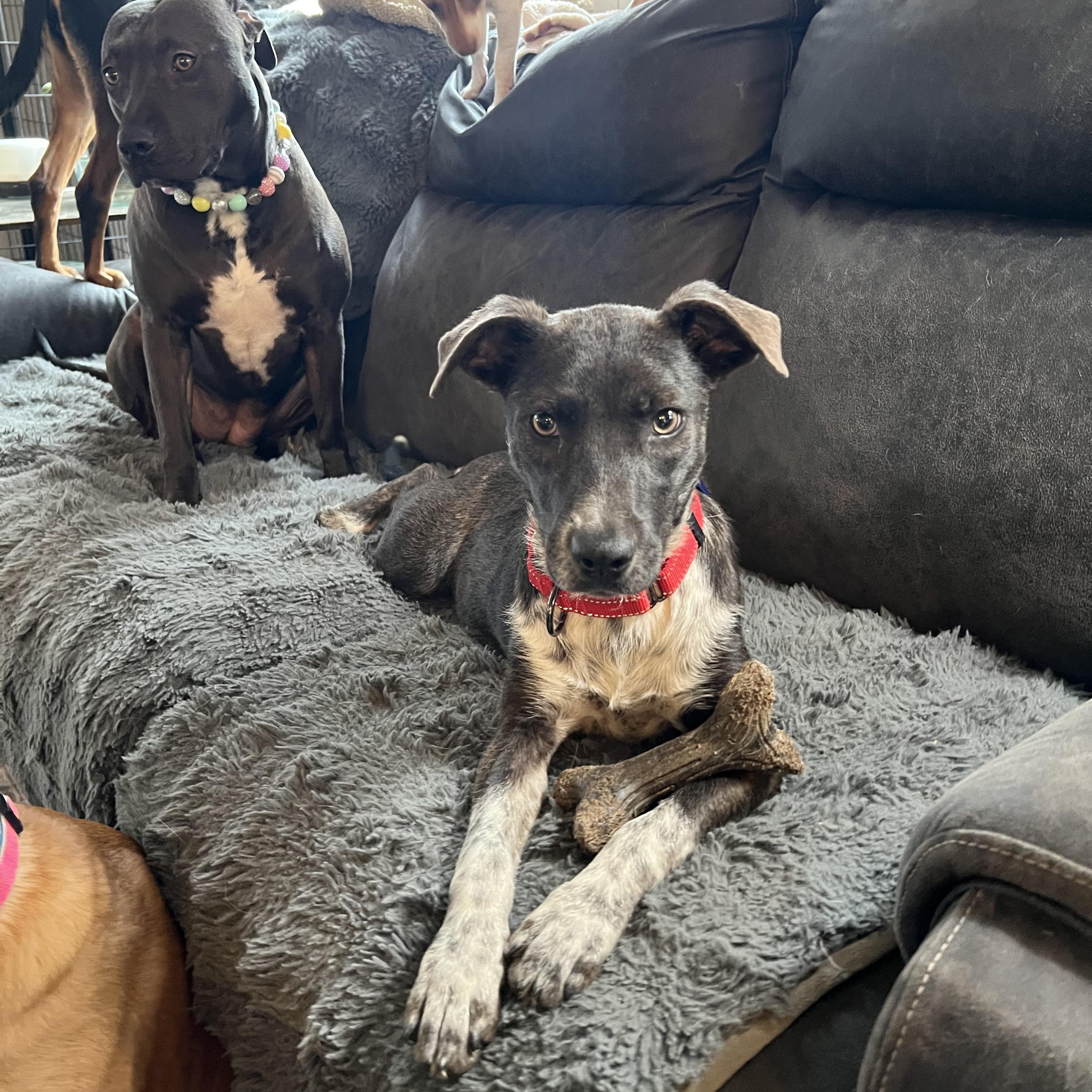 Dottie, an adoption pending Mixed Breed in richmond, ME image 6/6