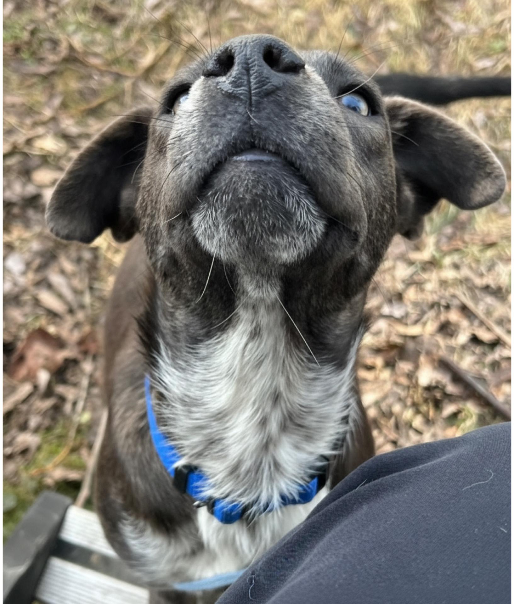 Dottie, an adoption pending Mixed Breed in richmond, ME image 4/6