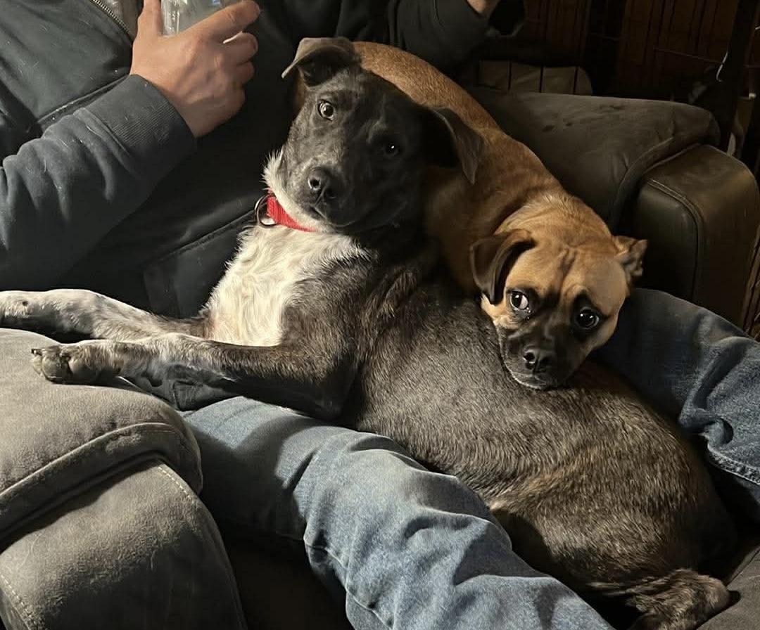 Dottie, an adoption pending Mixed Breed in richmond, ME image 5/6