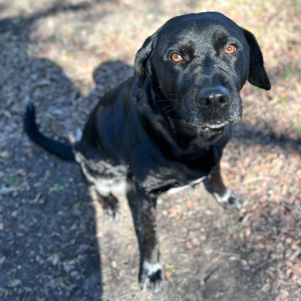 Friday, a Adoptable mixed breed in Calverton, NY image 1/3