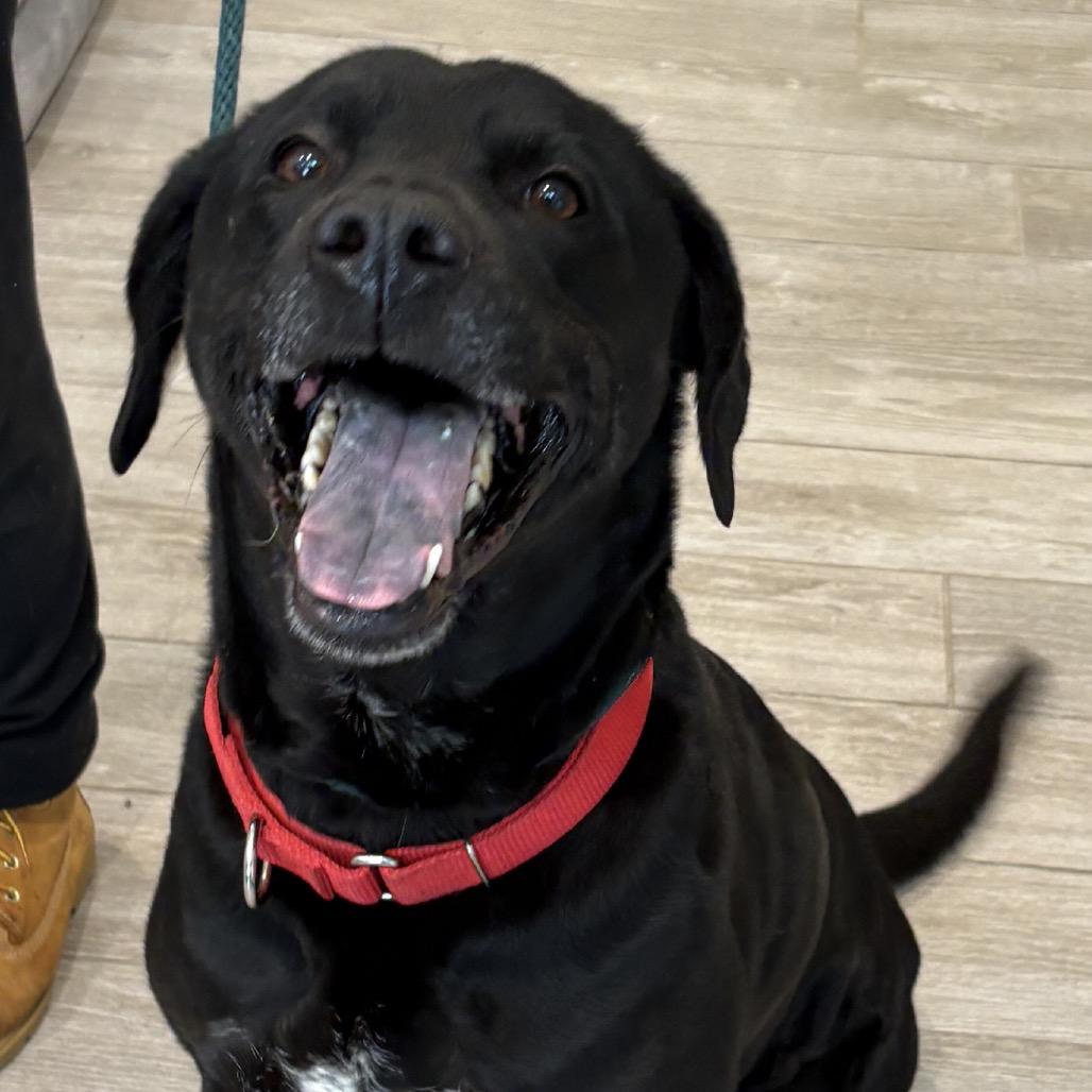 Friday, a Adoptable mixed breed in Calverton, NY image 2/3