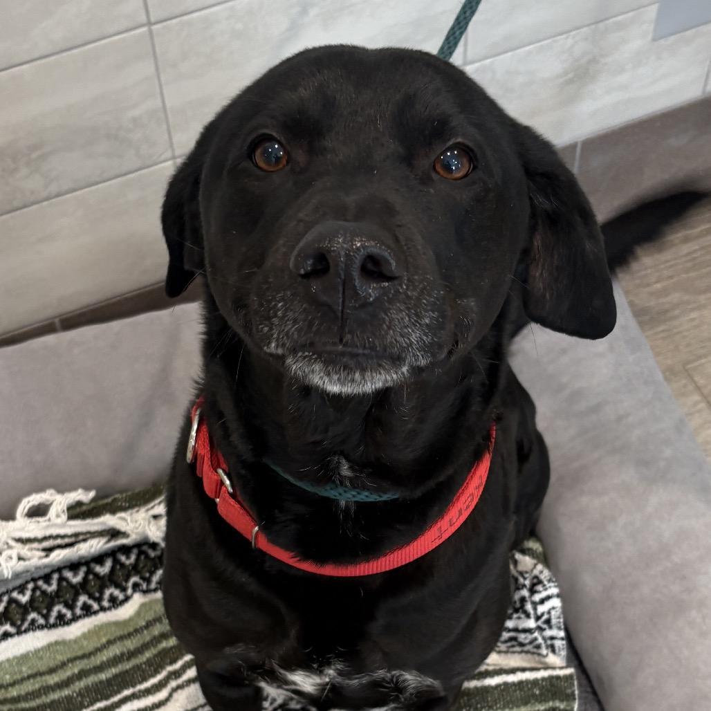 Friday, a Adoptable mixed breed in Calverton, NY image 3/3