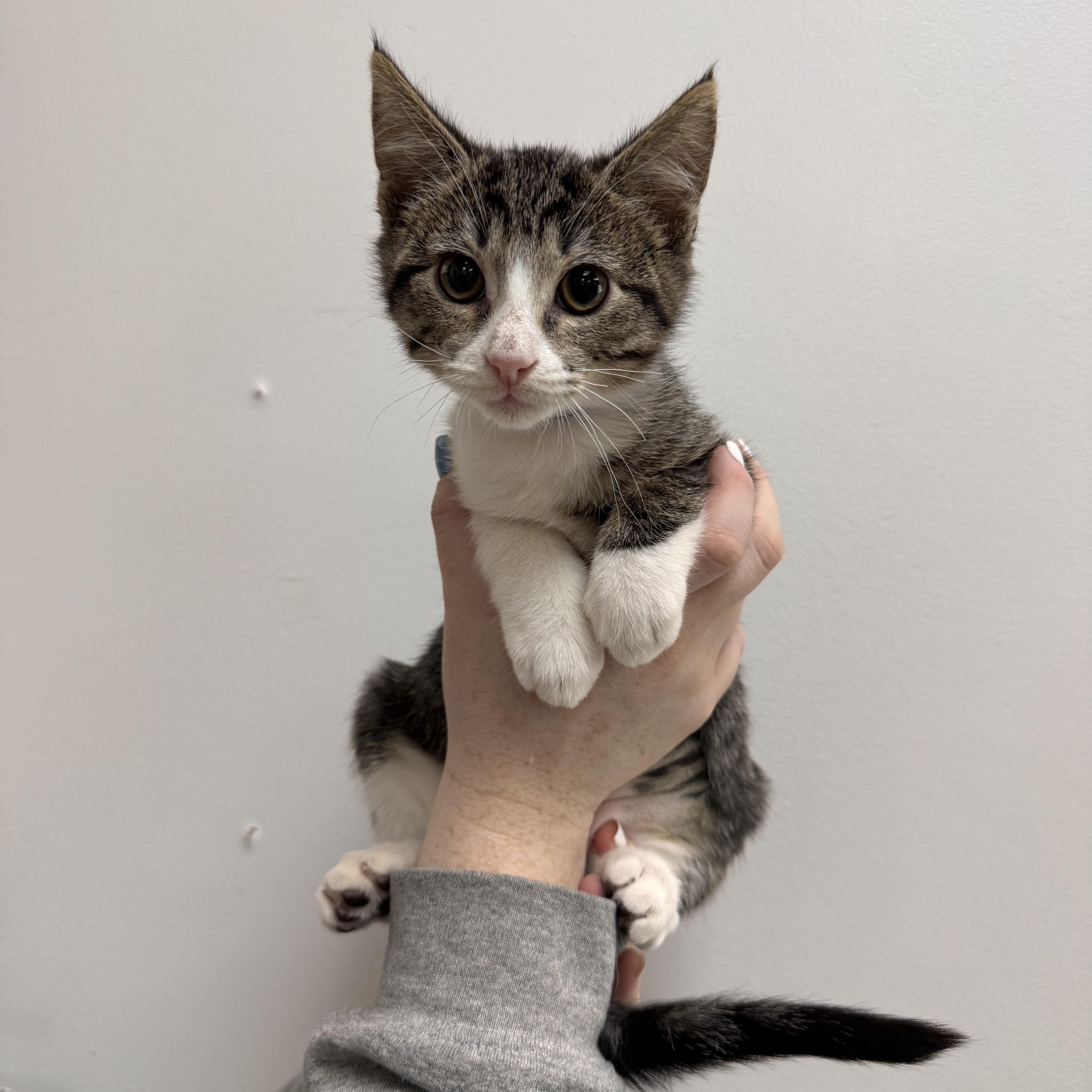 Rose, ADOPTABLE, Kitten Female Tabby.