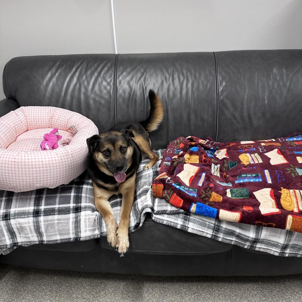 Enlarge Tiarra, a Adoptable mixed breed in Delaware, OH image 1/6