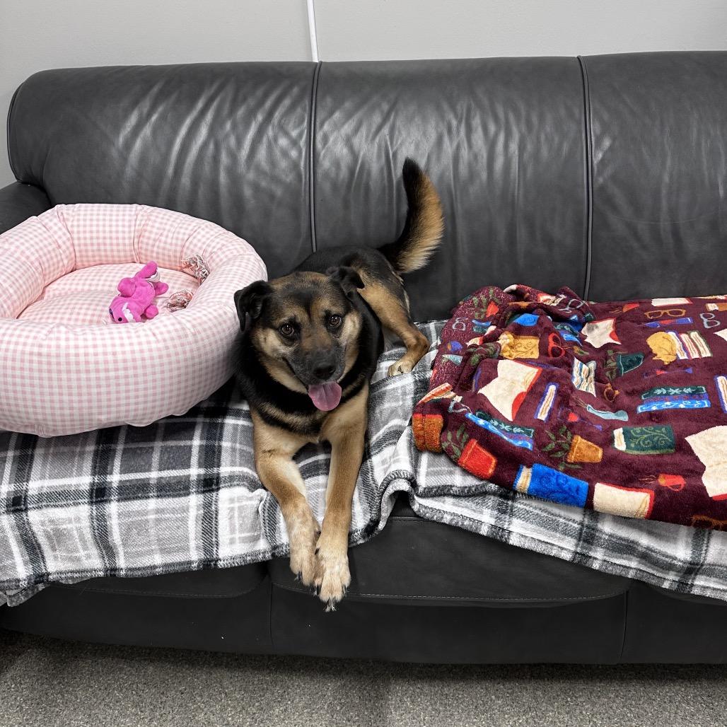 Enlarge Tiarra, a Adoptable mixed breed in Delaware, OH image 3/6