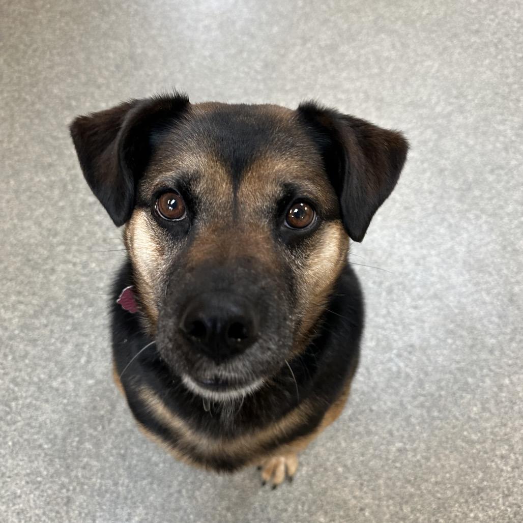 Enlarge Tiarra, a Adoptable mixed breed in Delaware, OH image 4/6