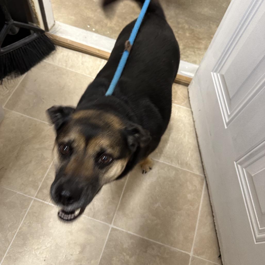 Enlarge Tiarra, a Adoptable mixed breed in Delaware, OH image 5/6