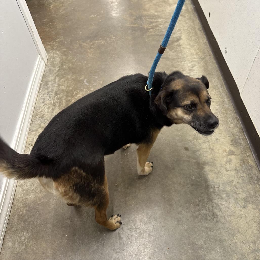 Enlarge Tiarra, a Adoptable mixed breed in Delaware, OH image 6/6