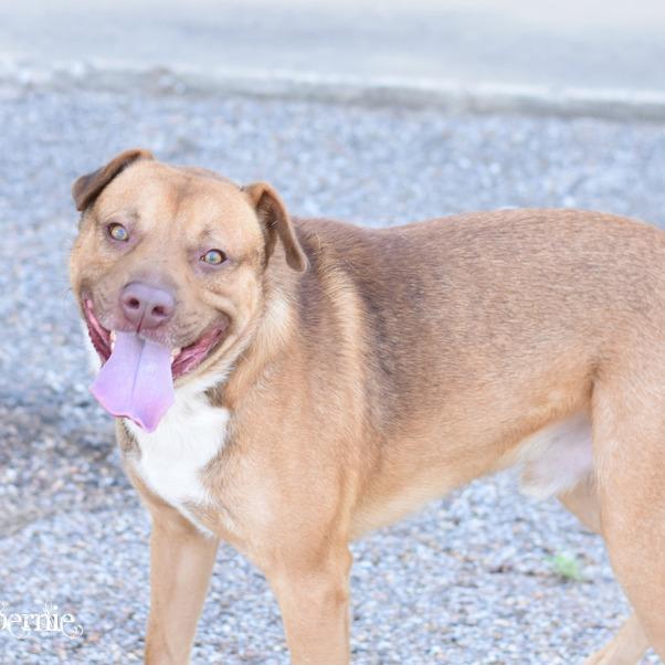 Bernie, a Adoptable mixed breed in Raleigh, NC image 5/5