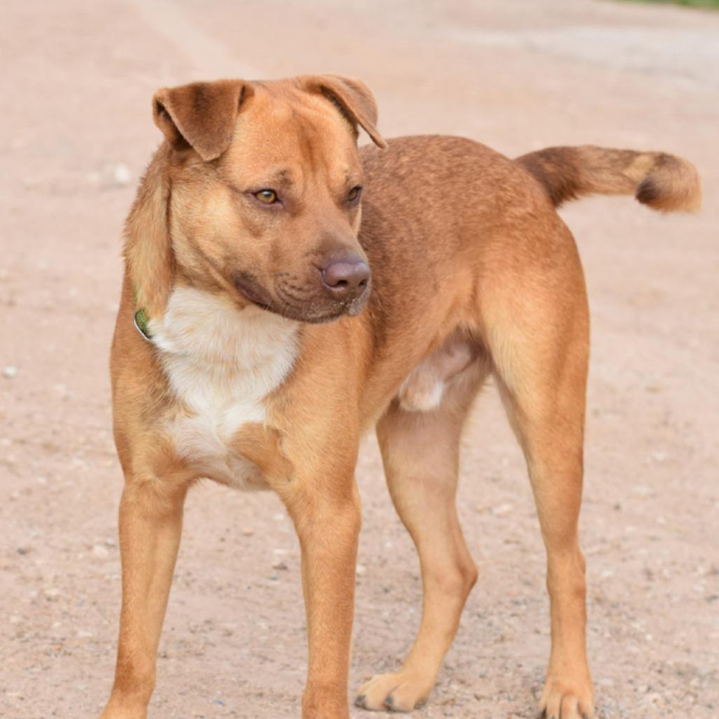 Bernie, a Adoptable mixed breed in Raleigh, NC image 3/5