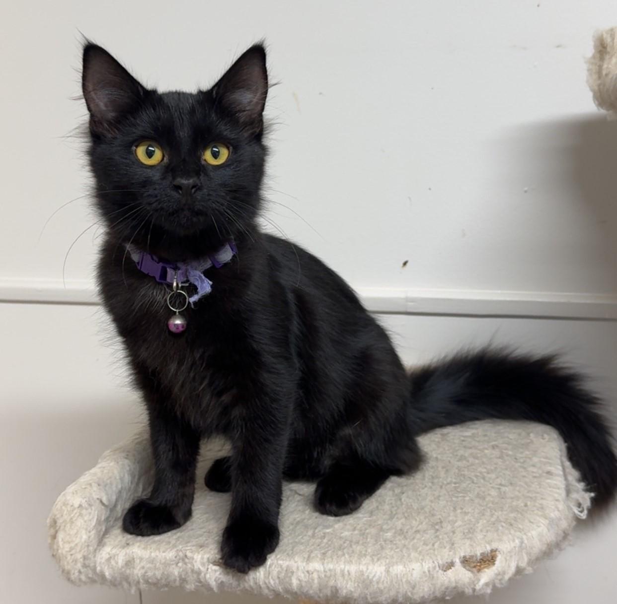 Enlarge Nyx, a Adoptable Domestic Medium Hair in Kearneysville, WV image 2/3