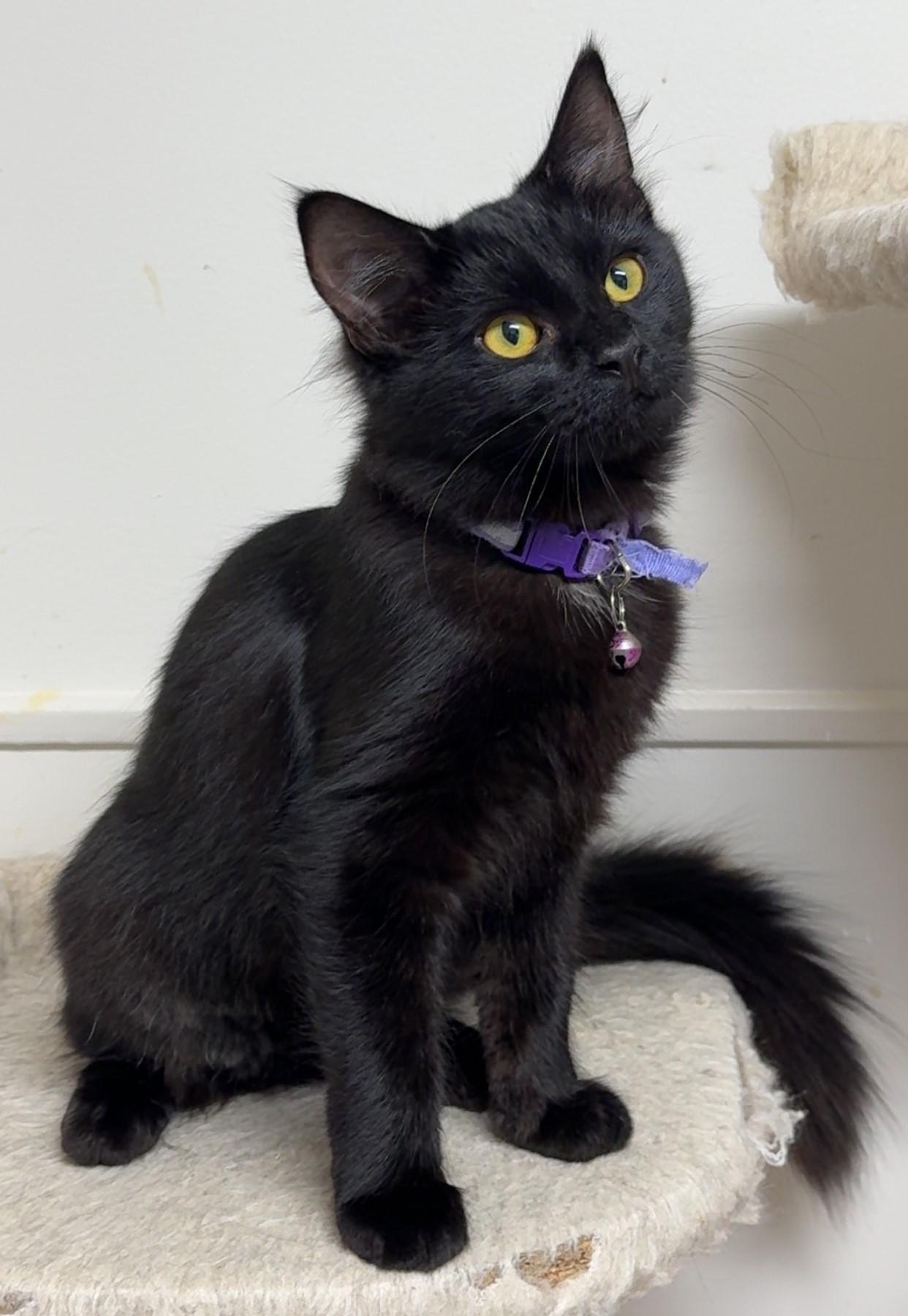Enlarge Nyx, a Adoptable Domestic Medium Hair in Kearneysville, WV image 3/3