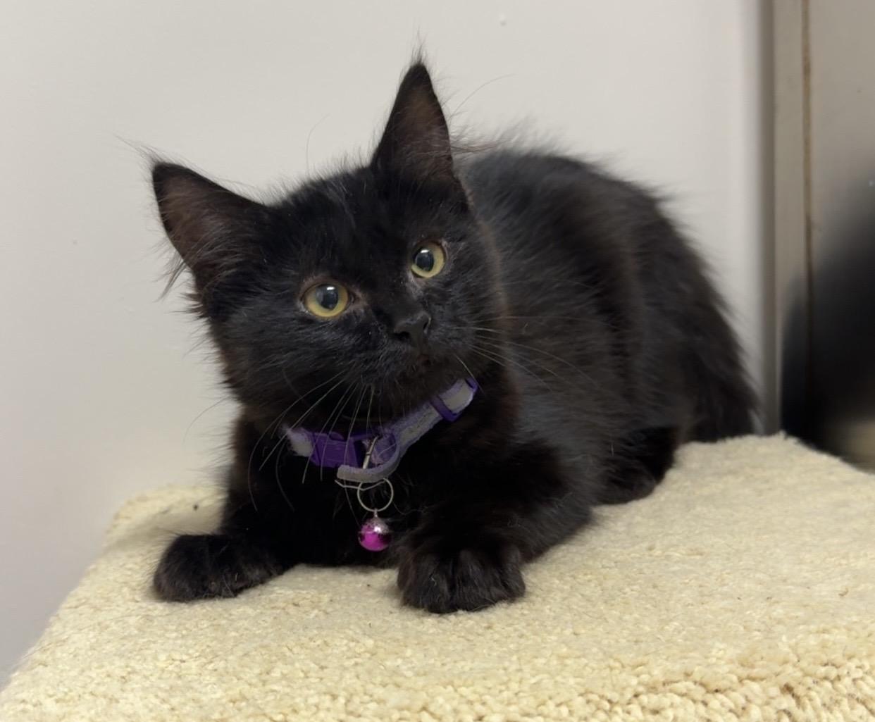 Enlarge Nyx, a ADOPTABLE Domestic Medium Hair in Kearneysville, WV image 1/2