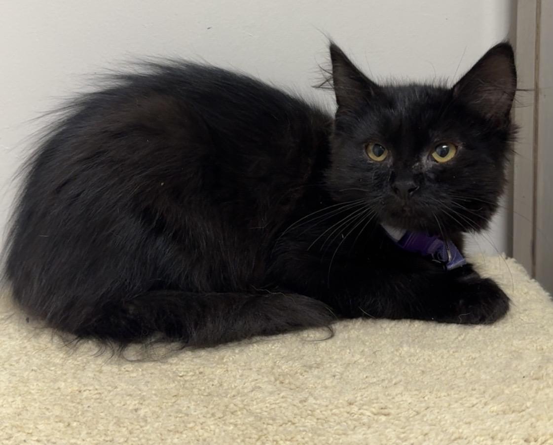 Enlarge Nyx, a ADOPTABLE Domestic Medium Hair in Kearneysville, WV image 2/2