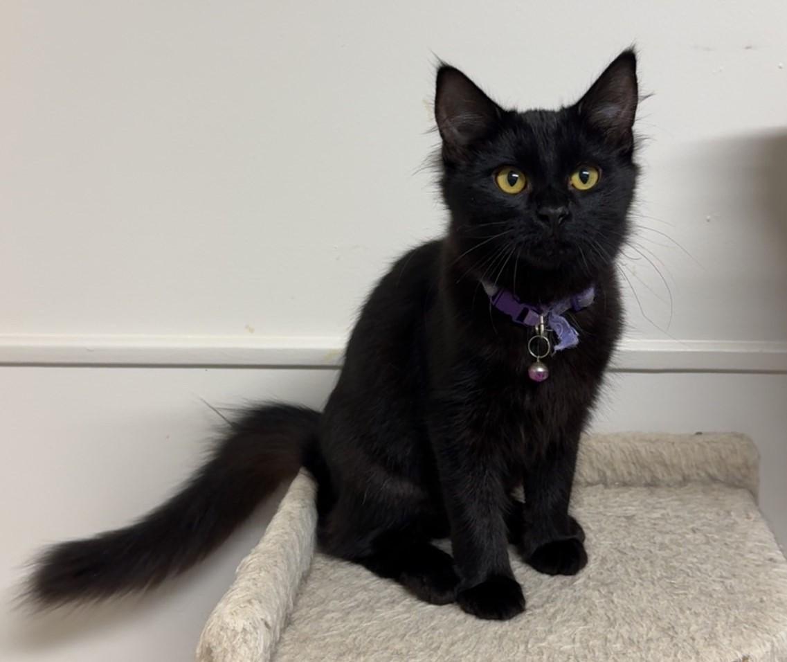 Nyx, Adoptable, Young Female Domestic Medium Hair.