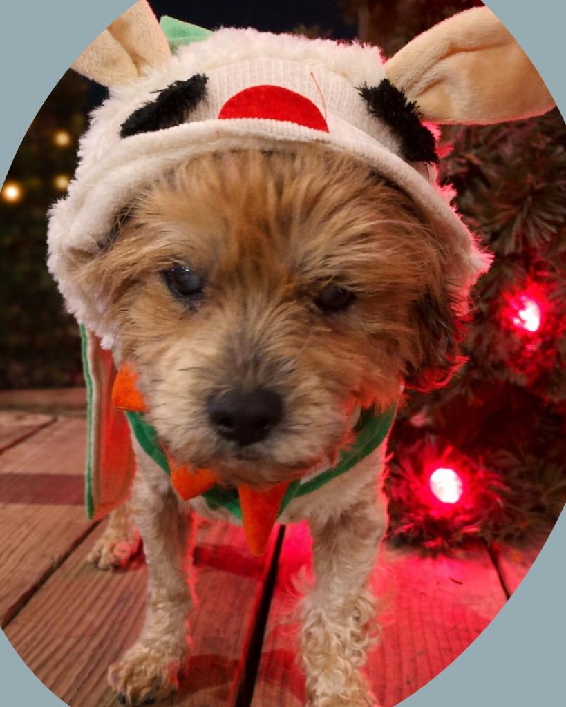 Sleepy, Adoptable, Senior Male Poodle & Yorkshire Terrier.