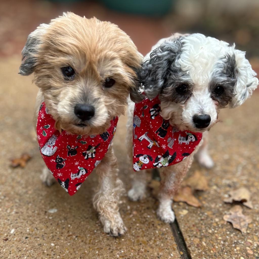 Sleepy, Adoptable, Senior Male Poodle & Yorkshire Terrier.