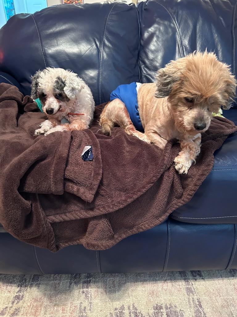 Enlarge Sleepy, a Adoptable mixed breed in College Station, TX image 3/6